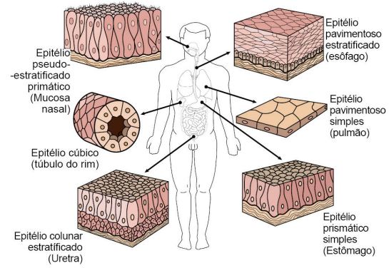 Mapa Mental Tecido Epitelial Histologia E Embriologia 9734